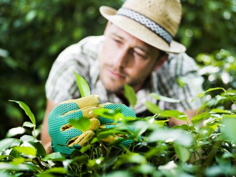 Senior gardener inspecting plants during an investigation